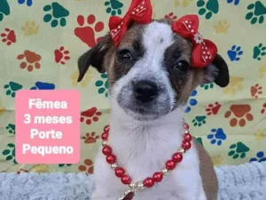 Cachorro raça Srd idade 2 a 6 meses nome Lindinha 