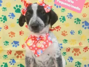 Cachorro raça Srd idade 2 a 6 meses nome Pintada 