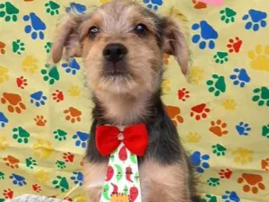 Cachorro raça Srd idade 2 a 6 meses nome Bruce 