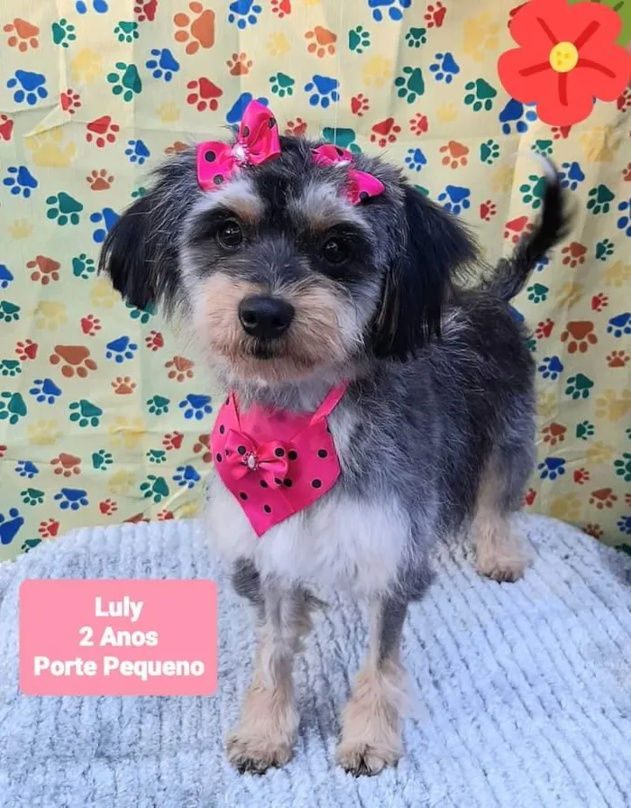 Cachorro raça Srd idade 2 anos nome Luly