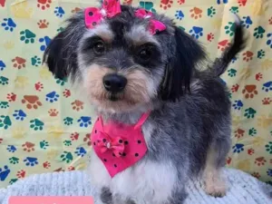 Cachorro raça Srd idade 2 anos nome Luly