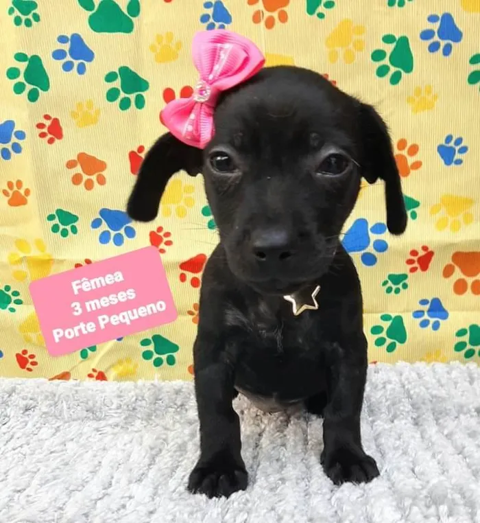 Cachorro raça Srd idade 2 a 6 meses nome Pretinha 