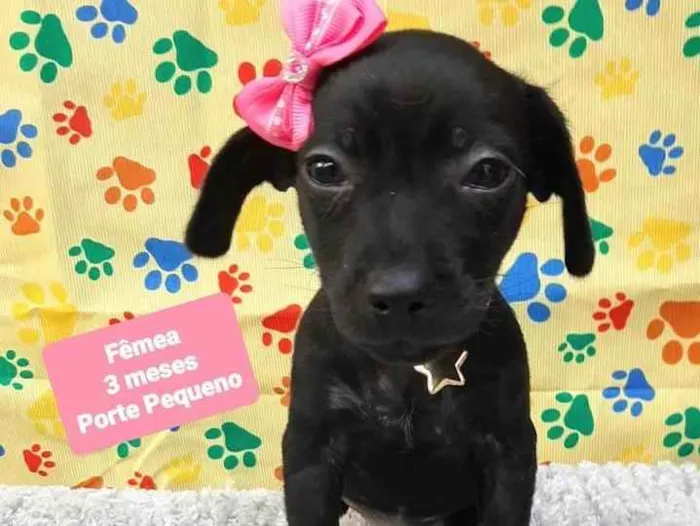 Cachorro raça Srd idade 2 a 6 meses nome Pretinha 