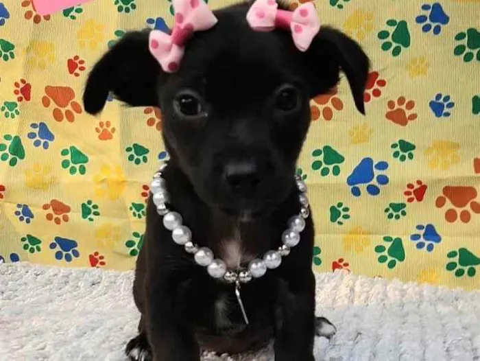 Cachorro raça Srd idade 2 a 6 meses nome Pretoquinha