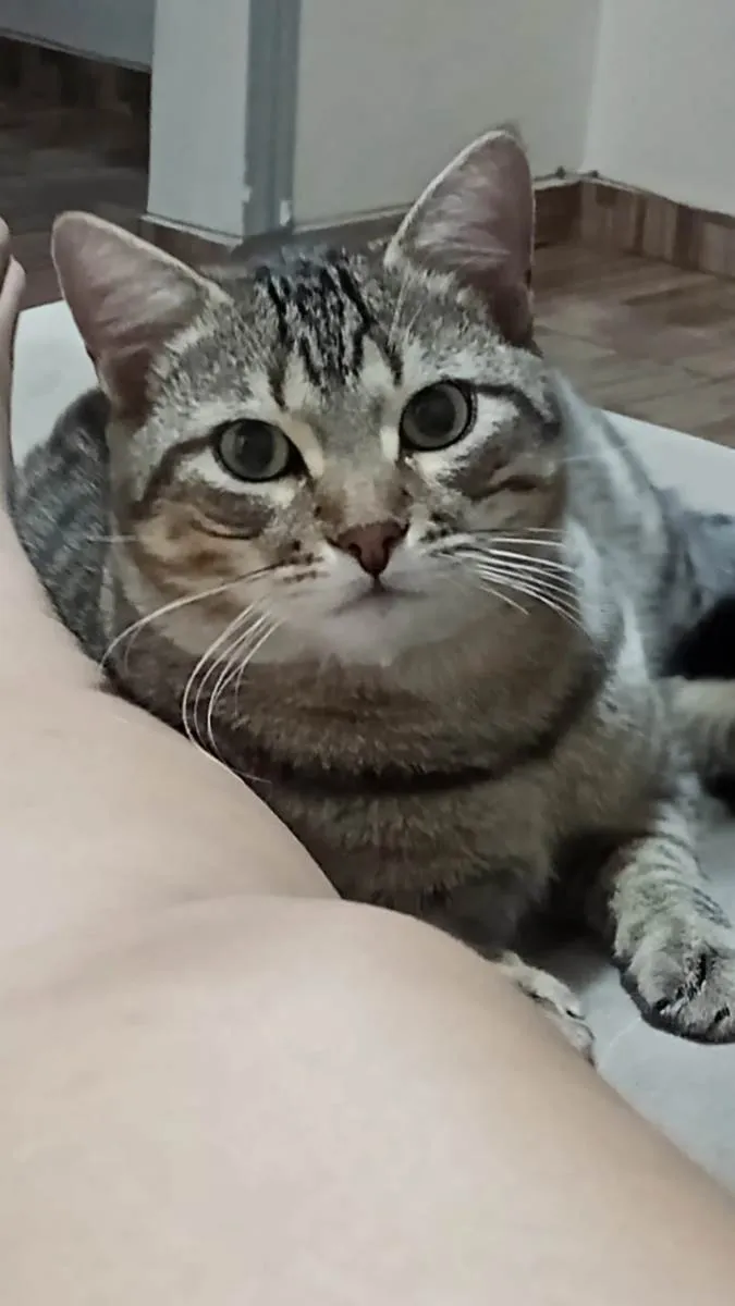 Gato raça  idade 7 a 11 meses nome Romeo 