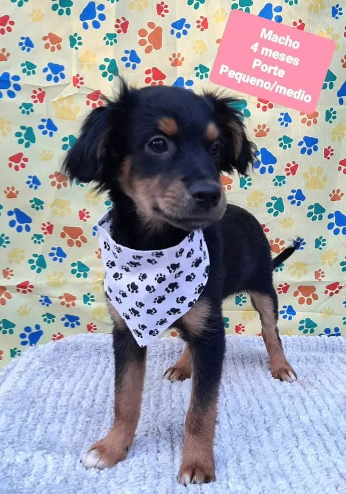 Cachorro raça Srd idade 2 a 6 meses nome Bartho