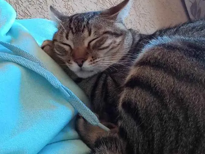 Gato raça  idade 7 a 11 meses nome Romeo 