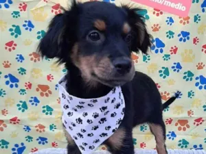 Cachorro raça Srd idade 2 a 6 meses nome Bartho