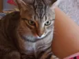 Romeo 