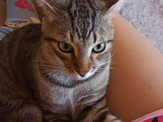 Gato raça  idade 7 a 11 meses nome Romeo 