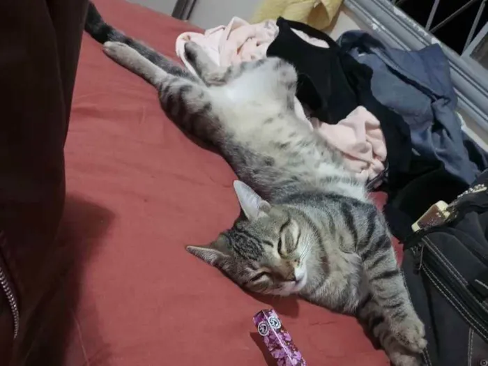 Gato raça  idade 7 a 11 meses nome Romeo 