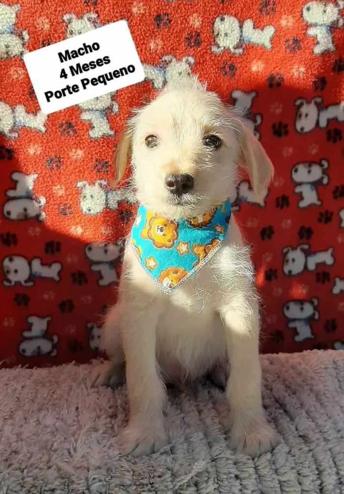 Cachorro raça Srd idade 2 a 6 meses nome Topetinho