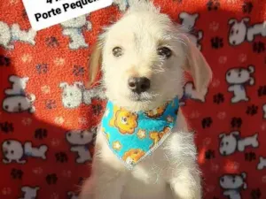 Cachorro raça Srd idade 2 a 6 meses nome Topetinho