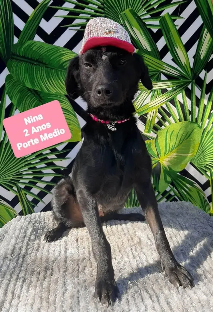 Cachorro raça Srd idade 2 anos nome Nina 