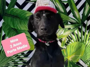Cachorro raça Srd idade 2 anos nome Nina 