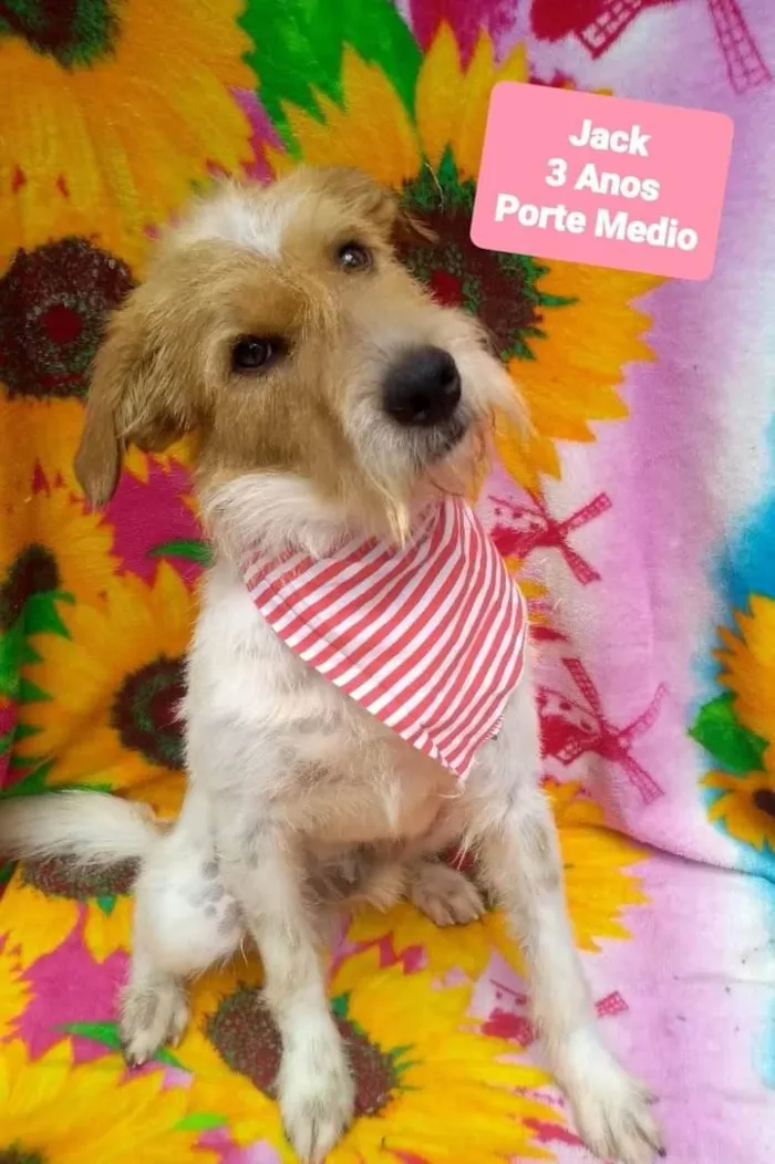 Cachorro raça Srd idade 3 anos nome Jack