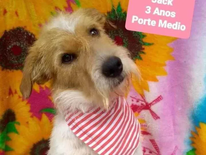 Cachorro raça Srd idade 3 anos nome Jack