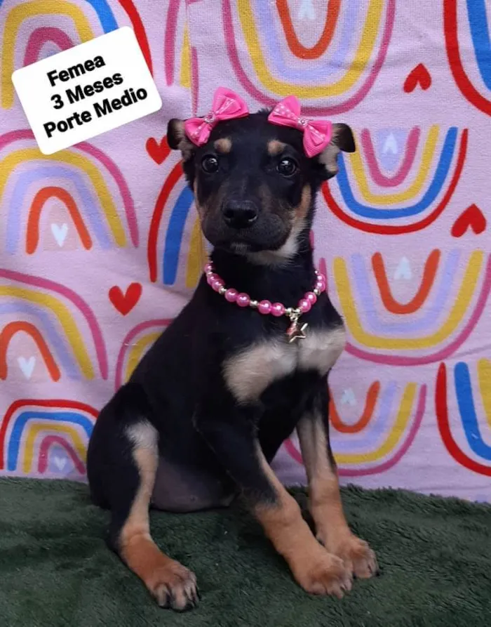 Cachorro raça Srd idade 2 a 6 meses nome Lady 