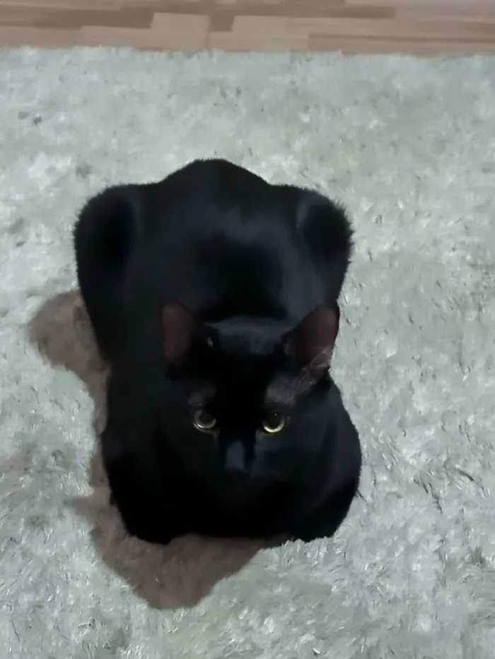 Gato raça  idade 7 a 11 meses nome Haru