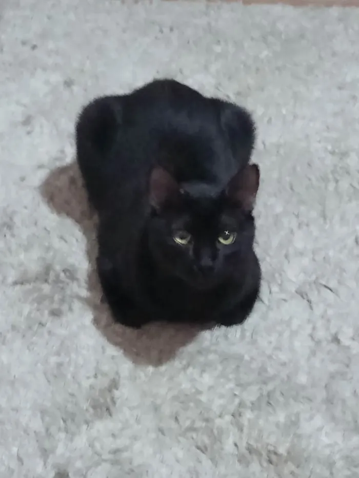 Gato raça  idade 7 a 11 meses nome Haru