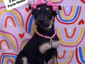 Cachorro raça Srd idade 2 a 6 meses nome Lady 