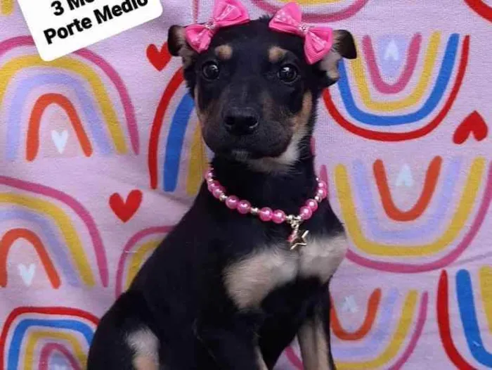 Cachorro raça Srd idade 2 a 6 meses nome Lady 