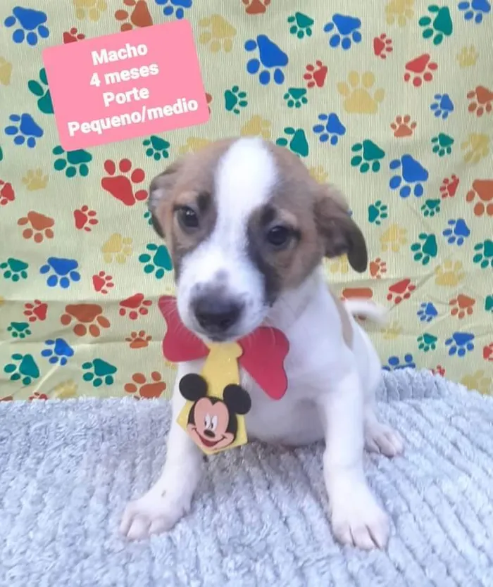 Cachorro raça Srd idade 2 a 6 meses nome Theo 