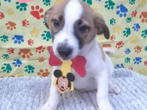 Cachorro raça Srd idade 2 a 6 meses nome Theo 