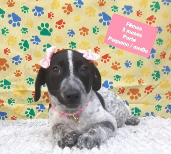 Cachorro raça Srd idade 2 a 6 meses nome Pintada 