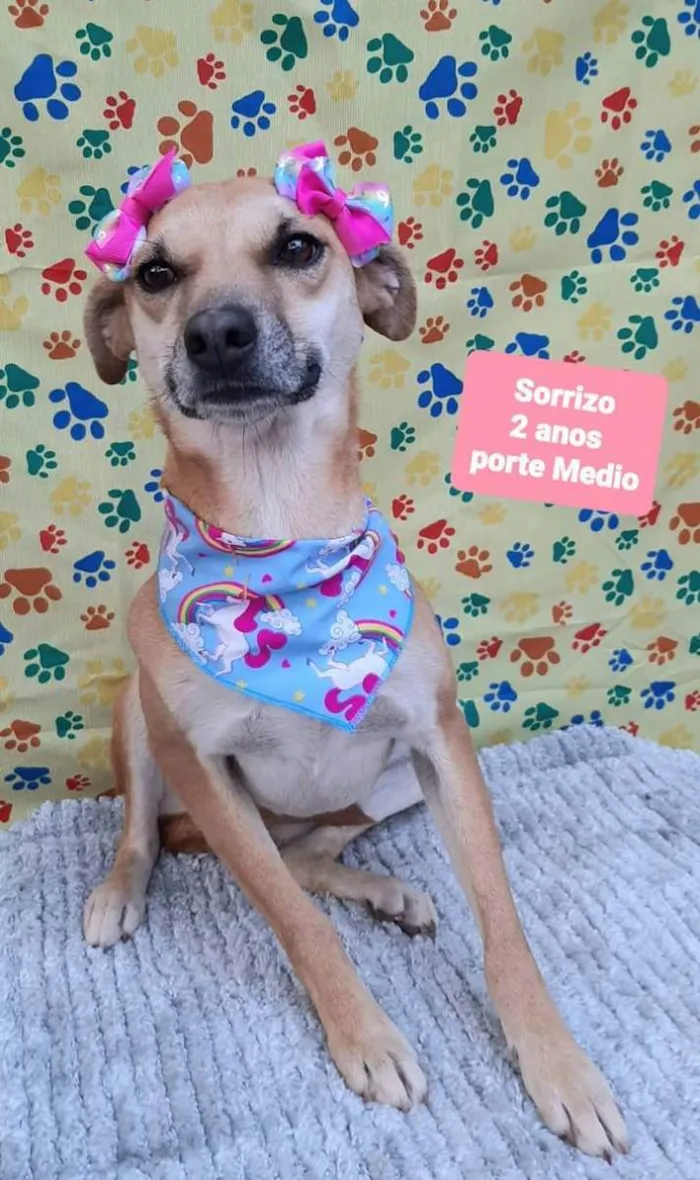 Cachorro raça Srd idade 2 anos nome Sorrizo
