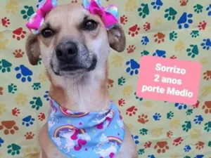 Cachorro raça Srd idade 2 anos nome Sorrizo