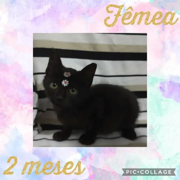 Gato raça Srd idade 2 a 6 meses nome Bruxinha 