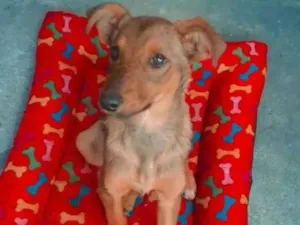 Cachorro raça Vira lata idade 2 a 6 meses nome Princesa