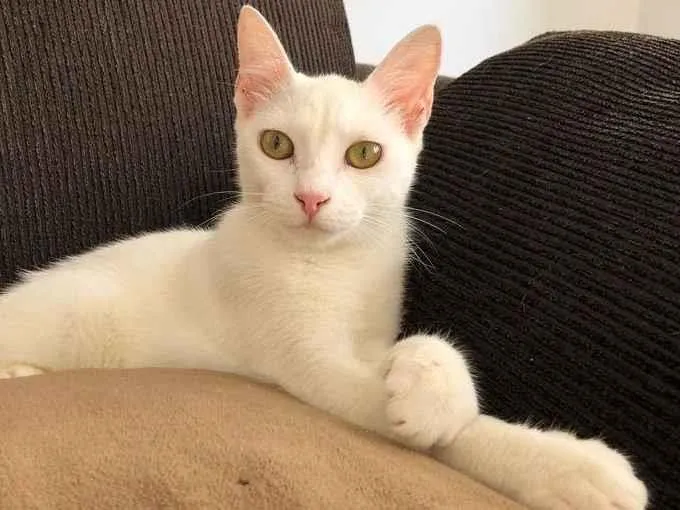 Gato ra a nenhuma idade 2 a 6 meses nome Maya