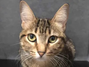 Gato raça  idade 1 ano nome Isa 