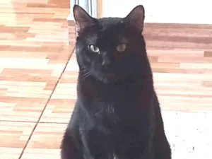 Gato raça  idade 7 a 11 meses nome Haru