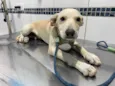 Cachorro raça Sem raça definida  idade 2 a 6 meses nome Sancho
