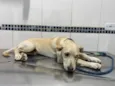 Cachorro raça Sem raça definida  idade 2 a 6 meses nome Sancho