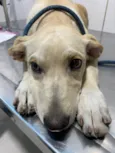 Cachorro raça Sem raça definida  idade 2 a 6 meses nome Sancho