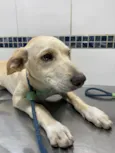 Cachorro raça Sem raça definida  idade 2 a 6 meses nome Sancho