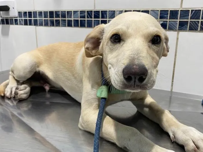 Cachorro raça Sem raça definida  idade 2 a 6 meses nome Sancho
