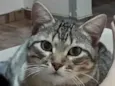 Romeo 