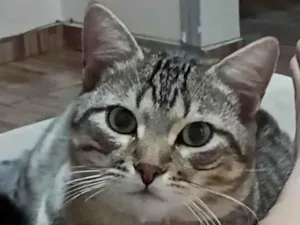 Gato raça  idade 7 a 11 meses nome Romeo 
