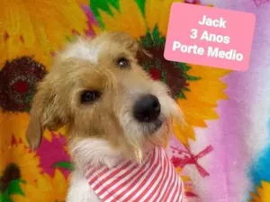 Cachorro raça Srd idade 3 anos nome Jack