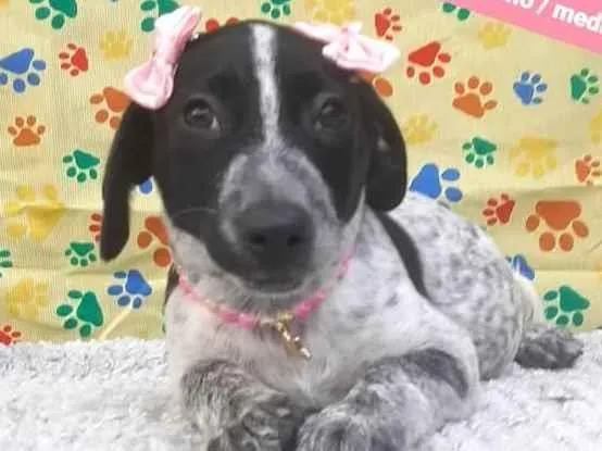 Cachorro raça Srd idade 2 a 6 meses nome Pintada 