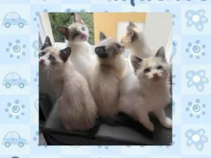 Gato raça Srd idade 2 a 6 meses nome Gatos 