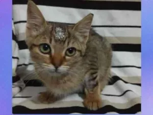 Gato raça Srd idade 2 anos nome Tigreza 