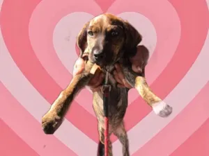 Cachorro raça Srd idade 2 a 6 meses nome Nina bb3meses 