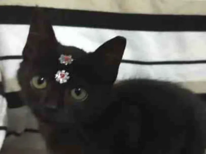 Gato raça Srd idade 2 a 6 meses nome Bruxinha 