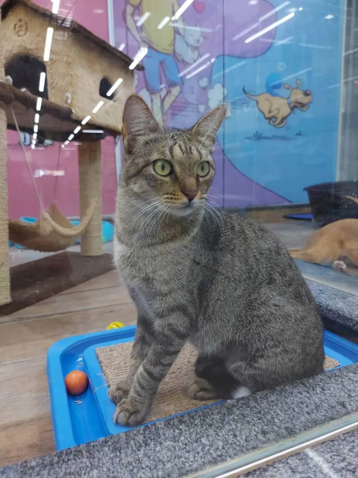 Gato raça Srd idade 7 a 11 meses nome Glenda